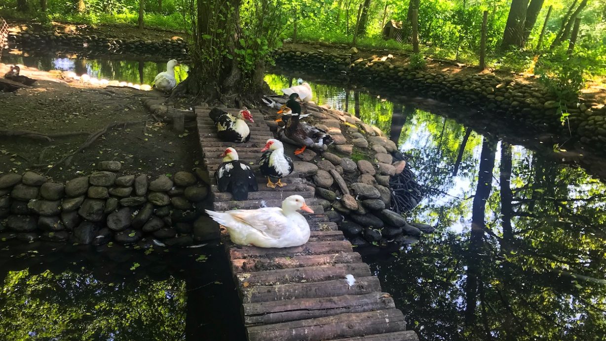 Ранчото – Кирково